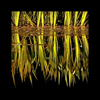 Reed bed, Wayford Woods