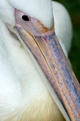 Pelican bill, Selwo