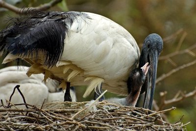 Sacred ibis feeding its young, Selwo
