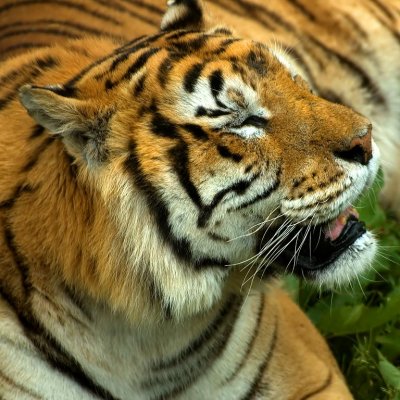 Bengal Tiger, Selwo