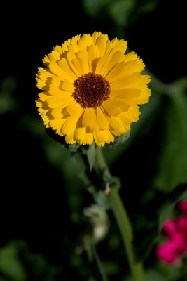 Yellow flower, Gaucin