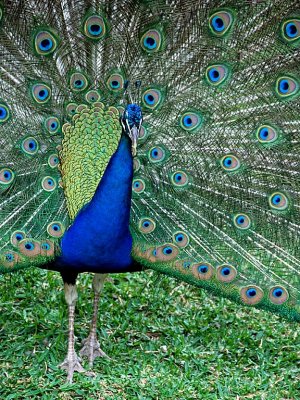 Peacock, Selwo