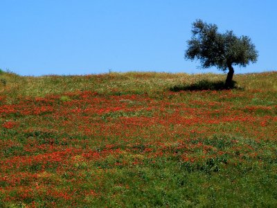Olive tree and poppies, Ronda