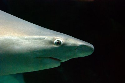 Shark, Valencia Aquarium (1580)