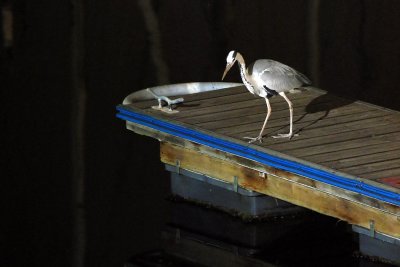 Heron night fishing
