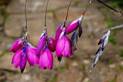 Cerise,  East Lambrook Manor Gardens