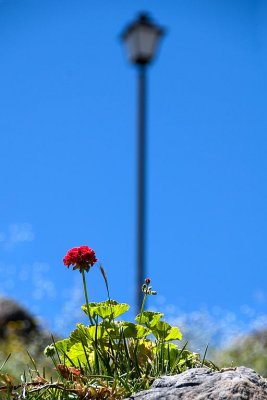 Flower and lamp-post, Casares