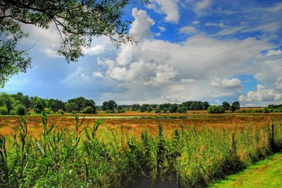 The wetlands, The Vyne