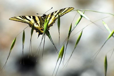 Swallowtail butterfly, Casares