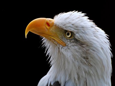 Bald eagle stare (2512)