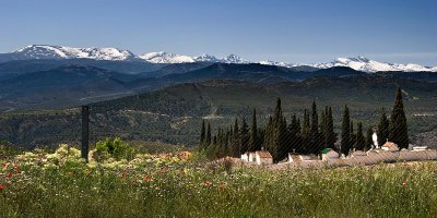 Poppies, cypress trees and the Sierra Nevada