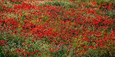 Poppies!