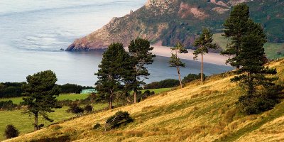 Pine trees and bay, Porlock, Somerset