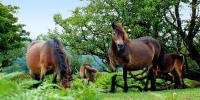 Ponies, Exmoor