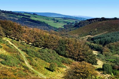 Scrub and conifers, Exmoor