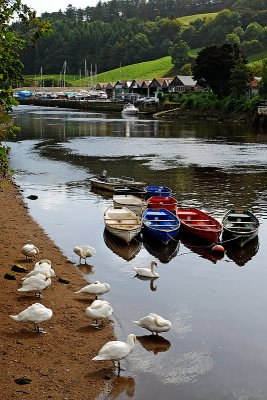 Swans and boats, Totnes