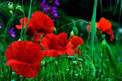 Close-up of grass and poppies