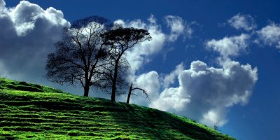 Tree silhouette