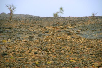 The desert of the nomads