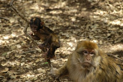 Les singes de l'Atlas