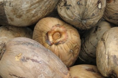 Unshelled Coconuts