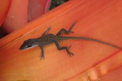 Tiny Lizard