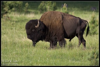 Bison 