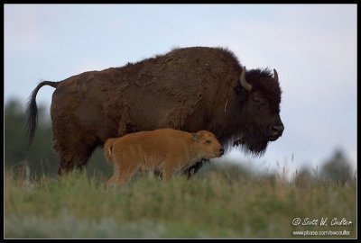 Bison with calf