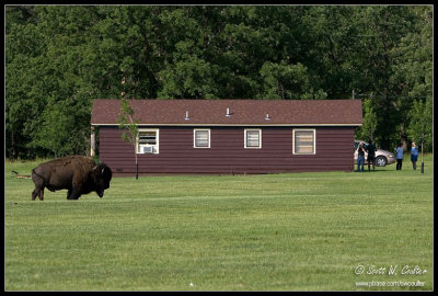 Bison next to cabin