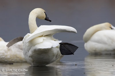 Tundra Swans