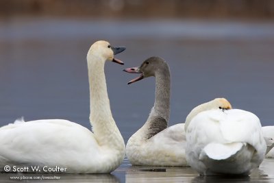 Tundra Swans