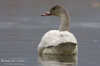 Tundra Swan