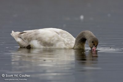 Tundra Swan