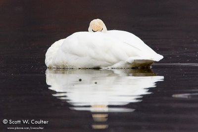 Tundra Swan