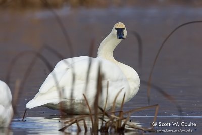 Tundra Swan