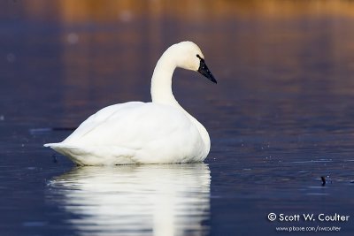 Tundra Swan