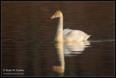 Tundra Swan