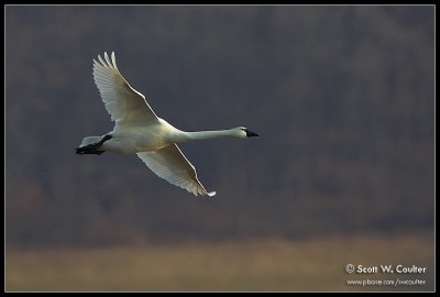 Tundra Swan