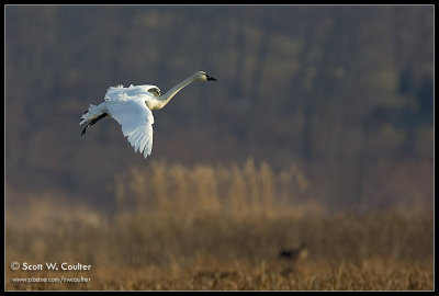 Tundra Swan