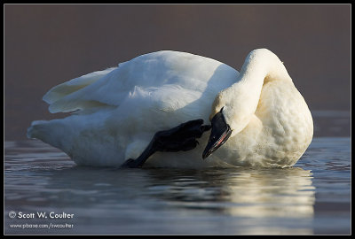 Tundra Swan