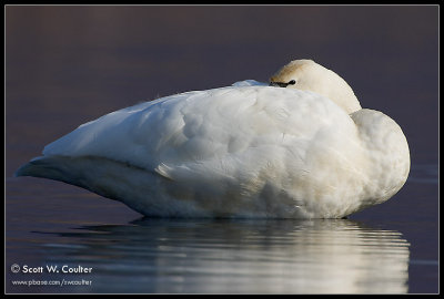 Tundra Swan