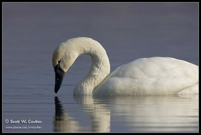 Tundra Swan