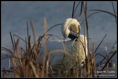 Tundra Swan