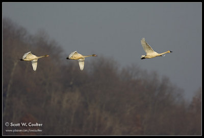 Tundra Swans