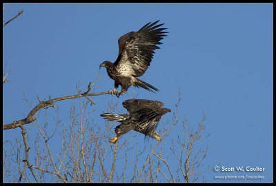 Bald Eagle pair over the Minnesota River