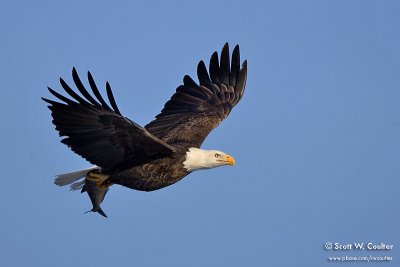 Bald Eagle - Burlington, Iowa