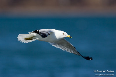 Gull at Two Harbors