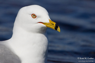 Gull profile at Two Harbors