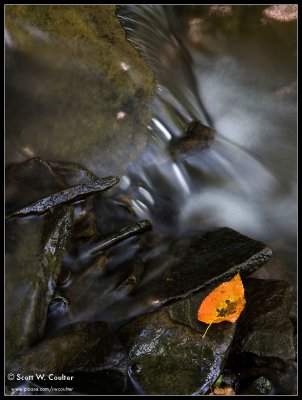 Leaf on rock in creek