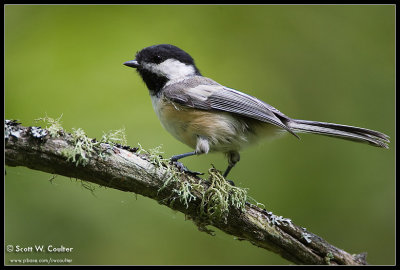 Black capped chickadee